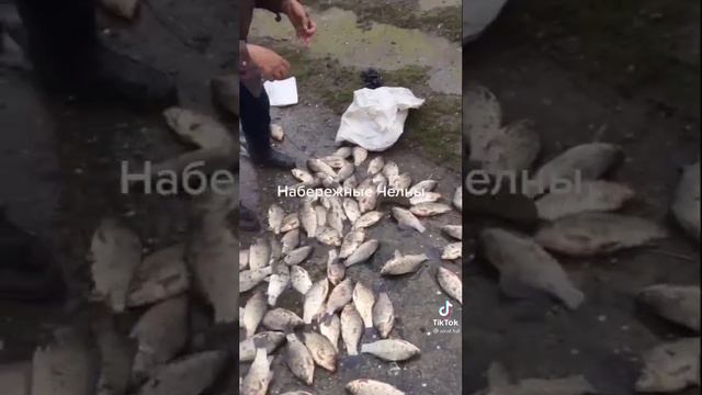 #кудаушласрекивода#НабережныеЧелны