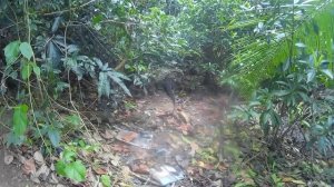 ШРИ-ЛАНКА Озеро Коггала  Koggala Lake