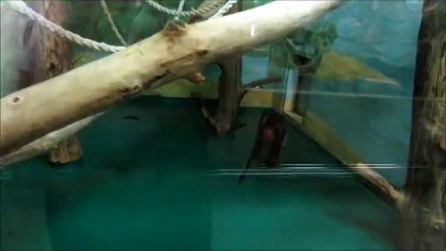 Обезьянки (лангуры, браза, лемур вари) 18.11.17г. смотреть онлайн