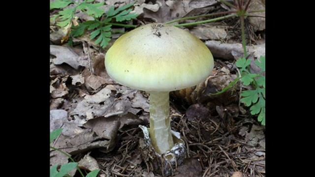 Amanita phalloides