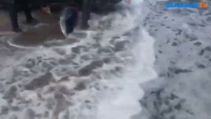 Акула в Охотском море - рыбаки добивают бревном акулу (Sahalin.TV)