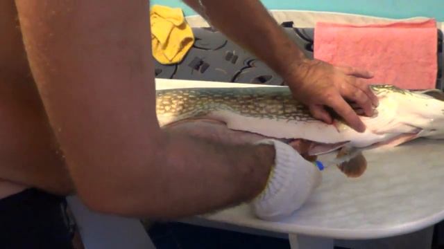 ЩУКА МОНСТР СОЖРАЛА ЗВЕРЯ 2017 ! Я НЕ ОЖИДАЛ САМАЯ БОЛЬШАЯ ЩУКА В МИРЕ АТАКУЕТ РЫБАЛКА ЛОВЛЯ ЩУКИ смотреть онлайн