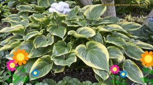Хоста гибридная Виктори. Краткий обзор, описание характеристик hosta hybrida Victory