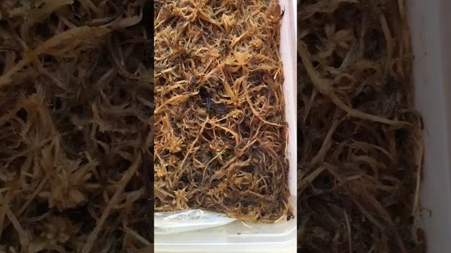 Проращивание семян росянки и венериной мухоловки