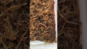 Проращивание семян росянки и венериной мухоловки