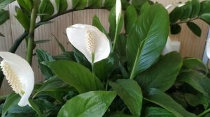 женское счастье цветет в сентябре, что любит спатифилум