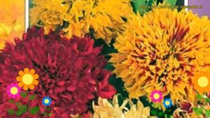 Гайлардия Лоренциана (Смесь окрасок). Краткий обзор, описание характеристик, где купить семена