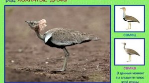 Дрофа малая. Голоса птиц