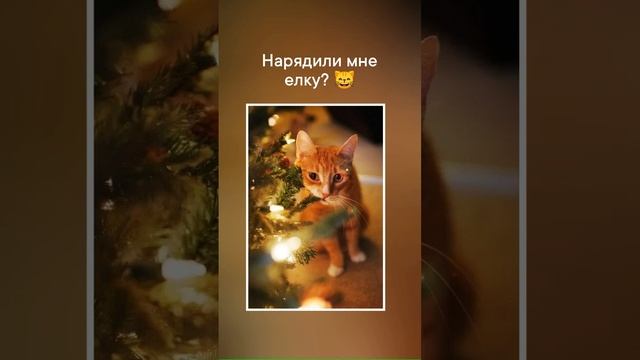 #кошка #новыйгод #елка #новогоднеечудо #кошканаелке #виделивидео #кошки #приколы поддержи канал ? ➕