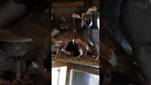 Продам голубей породы карьеры