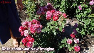 New Imagine - wielobarwne róże rabatowe || Rozaria.pl