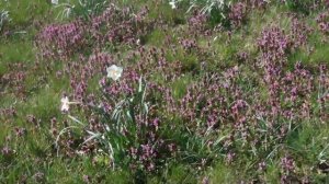 Мелодия Весны/Весна и красивая музыка для души