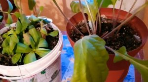 ТОНИЗИРУЮЩЕЕ УДОБРЕНИЕ ДЛЯ РАСТЕНИЙ.?????ПРОБУЕМ НОВОЕ БЛЮДО ПО РЕЦЕПТУ ИЗ ТВ!???