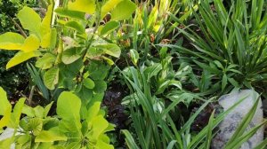 Кустарники-новинки в моем саду осенью. Что понравилось и что огорчило.