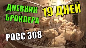 Как вырастить Цыплят бройлеров РОСС 308 ( 19 СУТОК) ЦЫПЛЯТА РАСТУТ