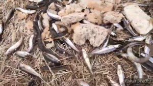 Первая весенняя рыбалка на крупных гальянов| удочки и мордуши(верши)