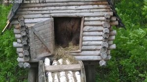 Мансур из избушки сено решил убрать, но что-то пошло не так ...