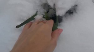 Изгой среди СВОИХ? Цыплята вылупились из ГОЛУБЫХ Яиц/ 20 дней из жизни цыплят ЛЕГБАР