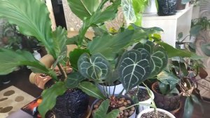 По горячим следам  по желанию Светок ;)