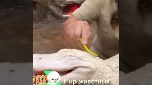 забавные животные