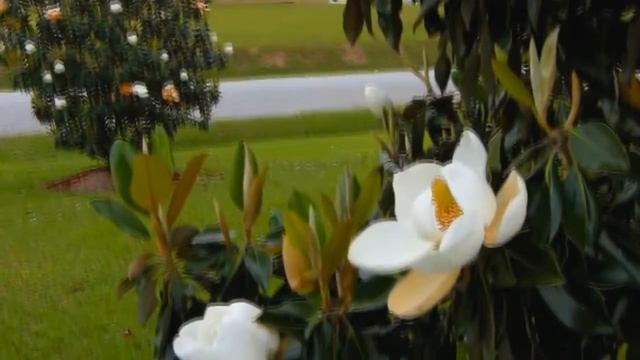 *Magnolia grandiflora 'Little Gem''* +White Flowering Shade Tree+ смотреть онлайн