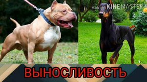 Питбуль против добермана.