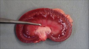 Почки собаки