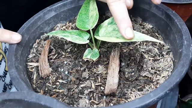 ANTHURIUM FOLIAGE SEEDLINGS смотреть онлайн