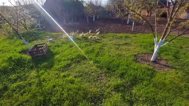 яйца вёдрами - гусята ящиками)) смотреть онлайн