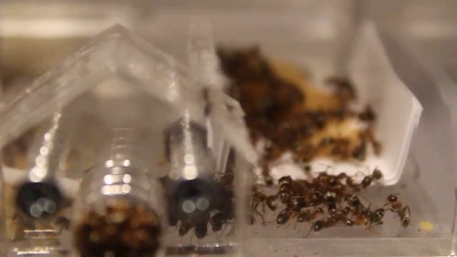 Заселение модульного формикария муравьями смотреть онлайн