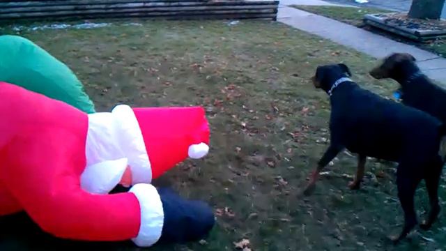 Harley girl Doberman freaking out on santa смотреть онлайн