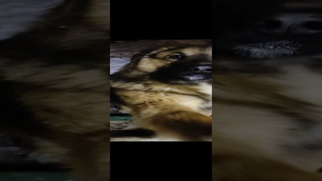 пёс боб