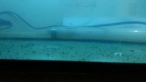 Появилась личинка тернеции. Ура!