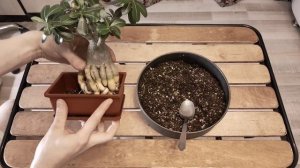 Бонсай из Адениума. Как правильно пересадить