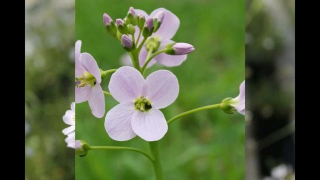 Луговой кресс (полевая горчица, сердечник, смолянка) Использование пряности смотреть онлайн