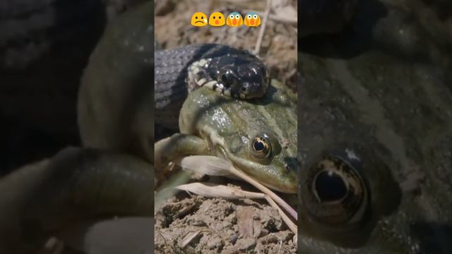 😢Snake eat live frog nauture life #shortvideo #trending смотреть онлайн