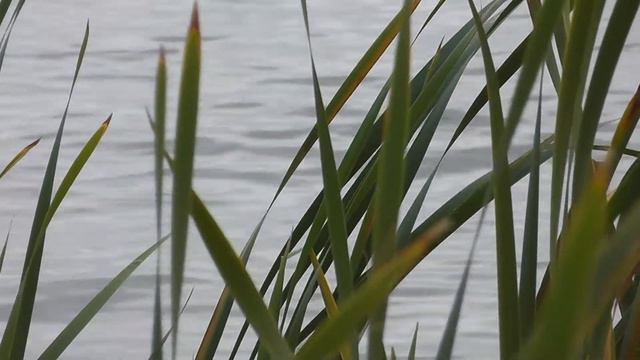 689384, п. Лазурный смотреть онлайн