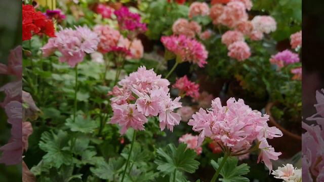 스텔라 제라늄 사진모음영상(사진은또다른묘미^^*) pelargonium garden2019 смотреть онлайн