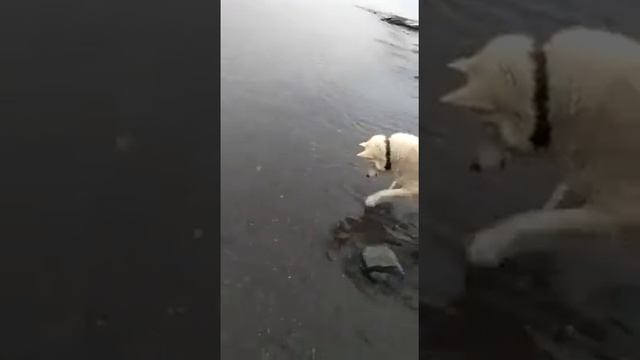 Оскар ловит мойву