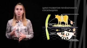 Плоские черви | Биология