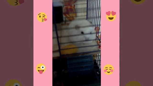 Грызун Соня? смотреть онлайн