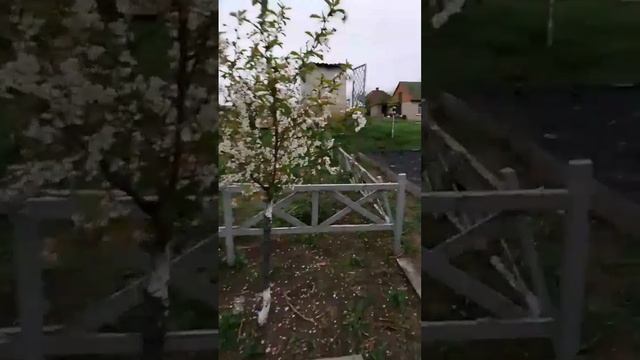 Кошки повредили кору на деревьях. Результат через 1 месяц. Восстановление коры деревьев. смотреть онлайн