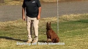 Thai Ridgeback learning off leash