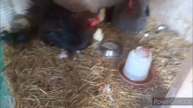 Куры с цыплятами. Содержание. смотреть онлайн