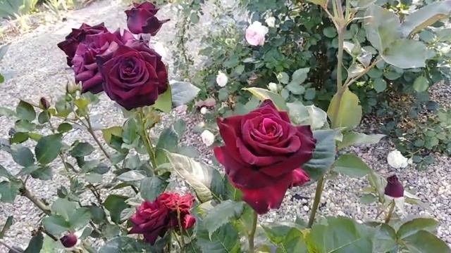 Роза Блэк баккара. Black Bakkara rose. Самая черная роза