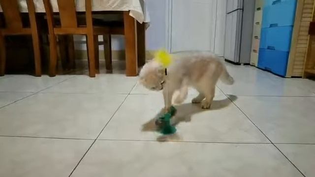 Игрушка Карусель для кота дразнилка с пером смотреть онлайн