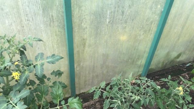 Супер рассада черри "Столичная штучка". Гибрид удался отлично даже на севере Ленинградской области. смотреть онлайн