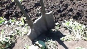 Очередная модернизация лопаты для вскапывания огорода