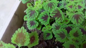 Growing miniature Coleus using stem cuttings