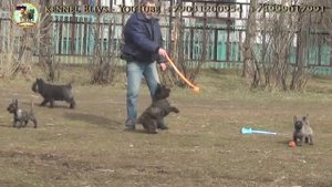 Керн терьер на прогулке. Cairn Terrier on a walk.